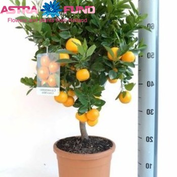 Citrofortunella Calamondin Stem zdjęcie