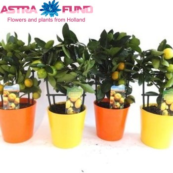 Citrofortunella Calamondin Trellis Foto