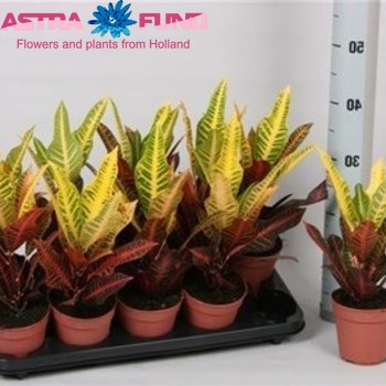 Codiaeum Nervia photo