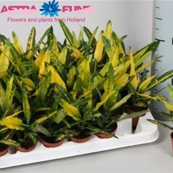 Codiaeum Sunny Star photo