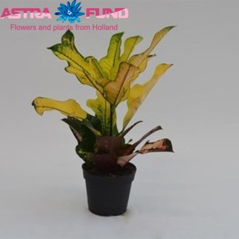 Codiaeum Wilma photo