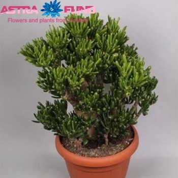 Crassula Hobbit Foto