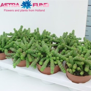 Crassula Hottentot photo