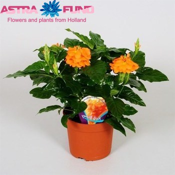 Crossandra Fortuna photo