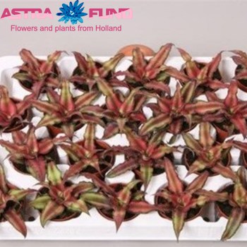 Cryptanthus Red Star photo