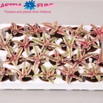 Cryptanthus Rubin Star photo