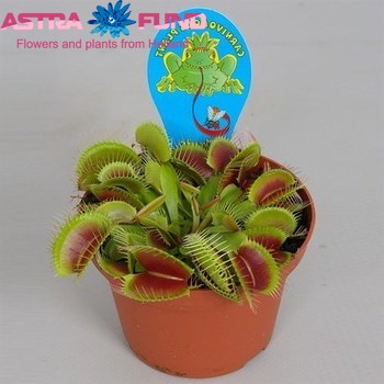 Dionaea Muscipula photo