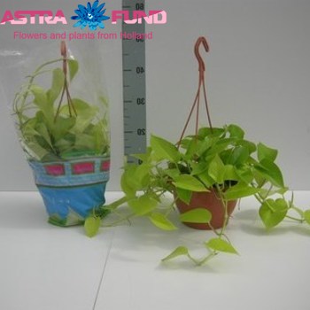 Epipremnum Golden Pothos photo