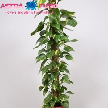 Epipremnum Mospole photo