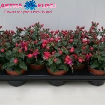 Fuchsia Beacon photo