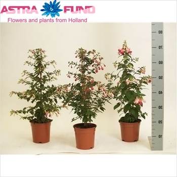 Fuchsia Pyramide photo