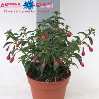 Fuchsia Son Of Thumb photo