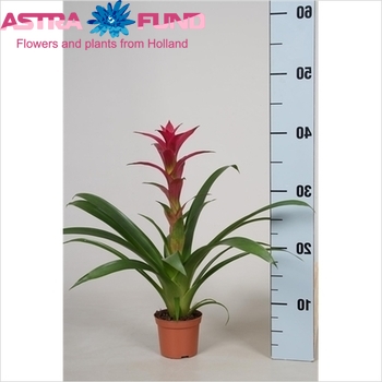 Guzmania Alerta photo