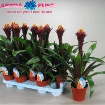 Guzmania Alto photo