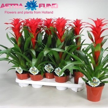 Guzmania Calypso photo