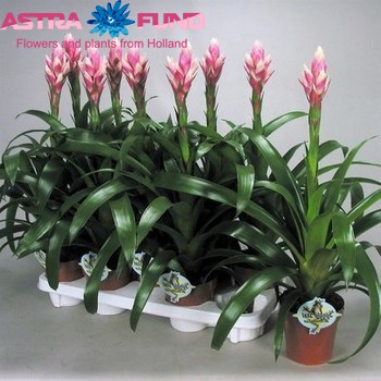 Guzmania Candy photo