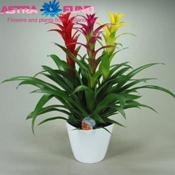 Guzmania Carnaval Forma White photo