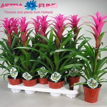 Guzmania Freya photo