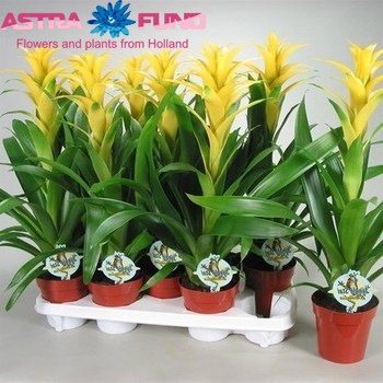 Guzmania Hilda photo