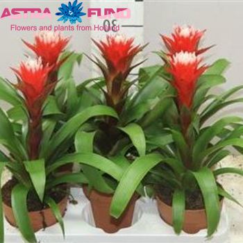 Guzmania Hope photo