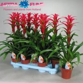 Guzmania Juno photo