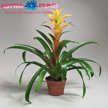 Guzmania Marjan photo