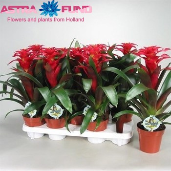 Guzmania Optima photo