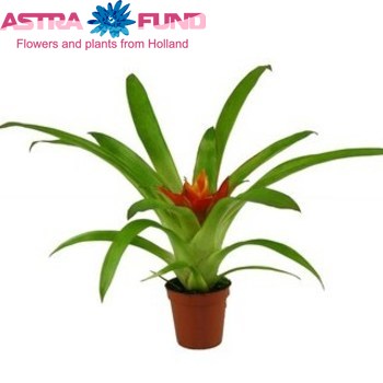 Guzmania Ritmo photo