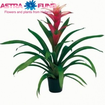 Guzmania Salsa photo