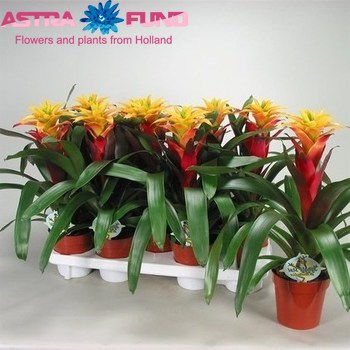 Guzmania Soledo photo