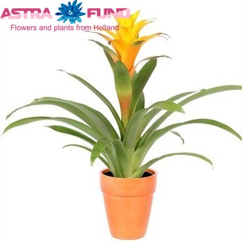 Guzmania Sunnytime photo