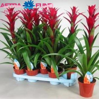 Guzmania Switch photo