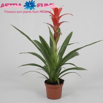 Guzmania Techno photo