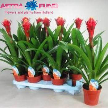 Guzmania Torch photo