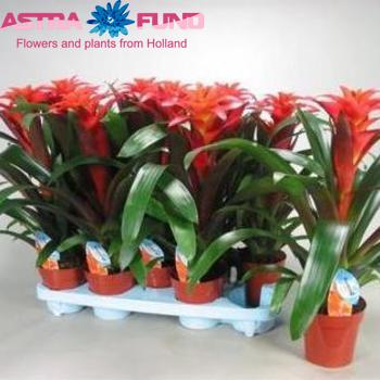 Guzmania Tutti Frutti photo