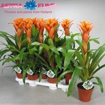 Guzmania Vista photo