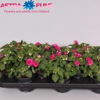 Impatiens Fiesta Ole Purple photo