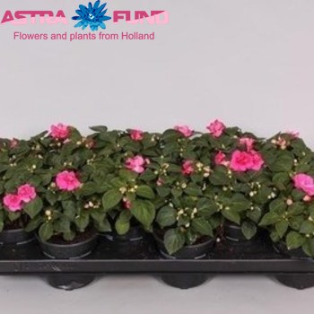 Impatiens Fiesta Ole Rose photo