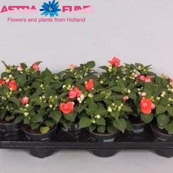 Impatiens Fiesta Ole Salmon photo