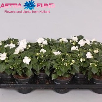 Impatiens Fiesta Ole White Foto