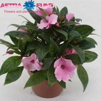 Impatiens Pink photo