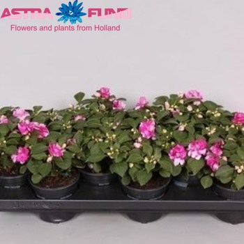 Impatiens Pink-White photo