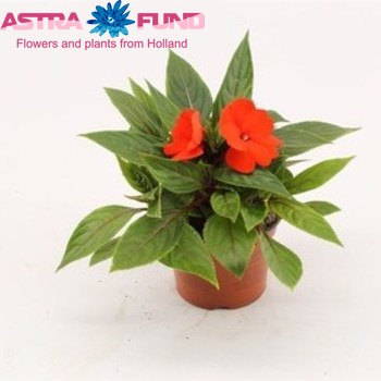 Impatiens Red photo