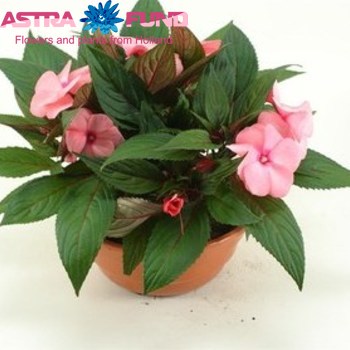 Impatiens Tamarinda Pink Foto