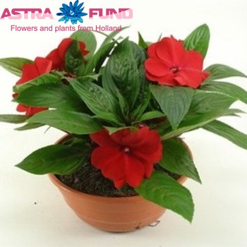 Impatiens Tamarinda Red photo