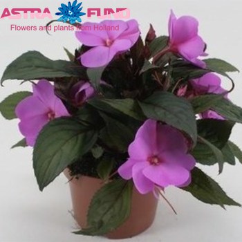 Impatiens Tamarinda Violet фото