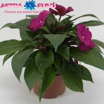 Impatiens Tamarinda Purple фото