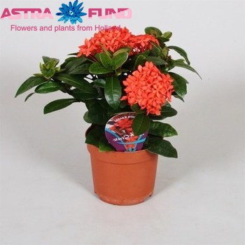 Ixora Kontiki photo