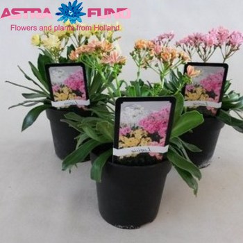 Lewisia Elisia photo