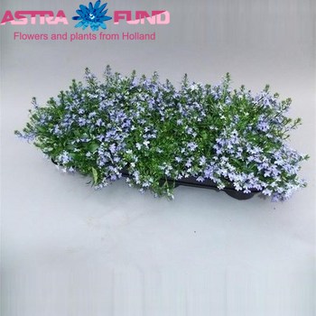 Lobelia Blue photo